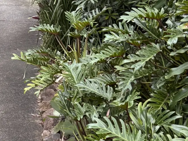 Philodendron bed trimmed back to the rock edging beside a path