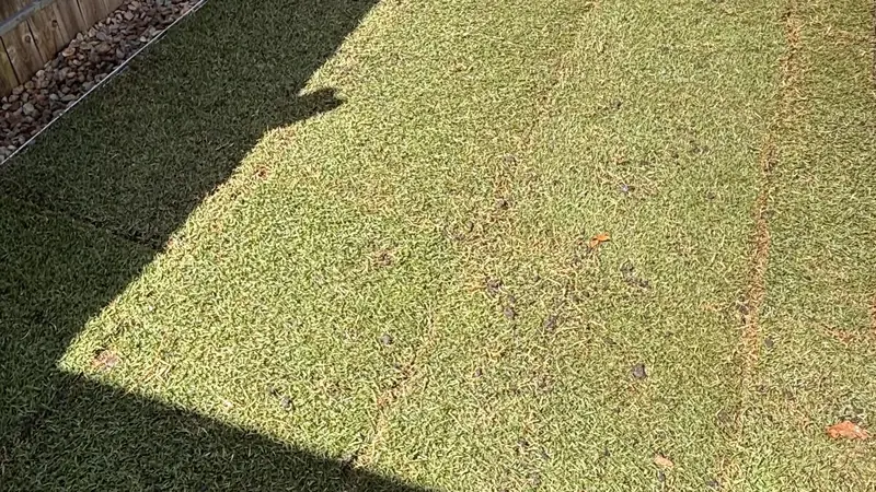 Newly laid turf slabs pressed together before knitting in